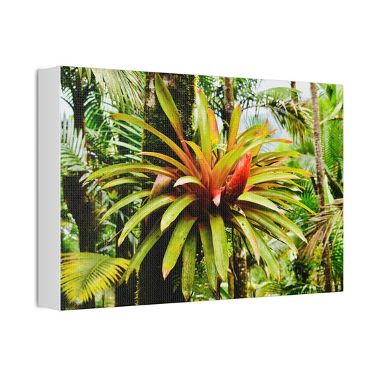 Bromeliads- Canvas Stretched, 1.5''